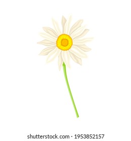 White Flower of Daisy or Bellis Perennis Plant on Green Stem with Leaf Vector Illustration