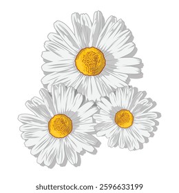 White flower drawing vector illustration