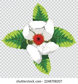 White flower drawing vector illustrations. Botanical floral hand drawn element.