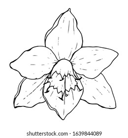 White flower Eucharis (Amazonian Lily), black contour on a white background isolated, stock vector illustration for design and decor, tattoo, floristry, print, logo, cutout template, sticker