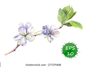 White flower for fashion design - perfume, cosmetic. Elegant fragrant floral branch (sakura, jasmine). Watercolour vector