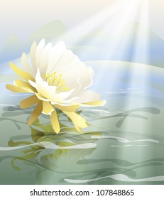 white flower floating in water (the vector of the plant)