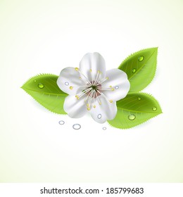 White flower and foliage with drops, illustration.