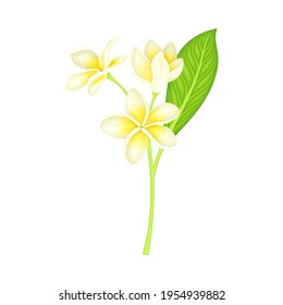 White Flower of Frangipani or Plumeria with Oval Petals and Lanceolate Leaf on Green Stem Vector Illustration