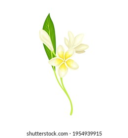 White Flower of Frangipani or Plumeria with Oval Petals and Lanceolate Leaf on Green Stem Vector Illustration