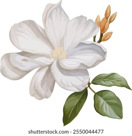 white flower isolated on white background