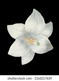 White flower isolated on black background, vector graphic, textile and paper print.