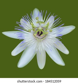 White Flower. Isolated on Green. Vector illustration