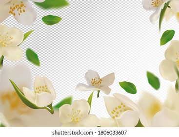 White flower jasmine with green leaf. Blooming jasmine, design for cosmetic product, tea, perfume, essential oil. Beautiful jasmine background. Banner for you health products. 3d vector illustration.