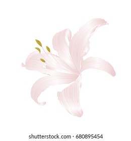 White flower Lily   Lilium candidum, vector illustration editable Hand draw