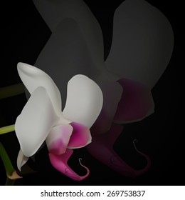 white flower of an orchid on a black background