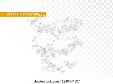 White flower petals are flying circling isolated on transparent background