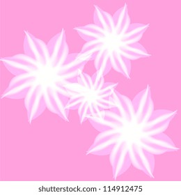 white flower with pink background