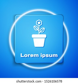 White Flower in pot icon isolated on blue background. Plant growing in a pot. Potted plant sign. Blue square button. Vector Illustration