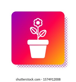 White Flower in pot icon isolated on white background. Plant growing in a pot. Potted plant sign. Square color button. Vector Illustration