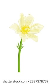 White flower pulsatilla patens. An isolated spring forest bloom. invitation card with graceful wild blooming plant