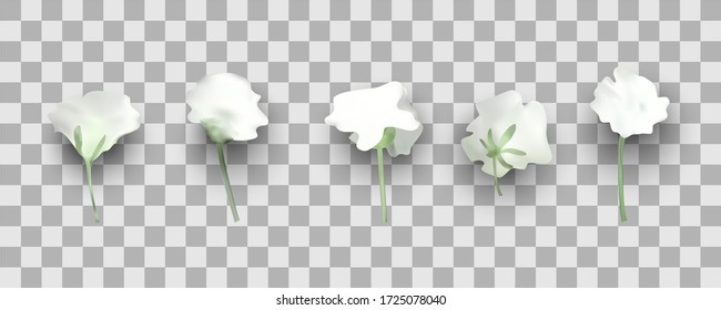 White flower set on transparent background. Realistic 3d vector illustration.