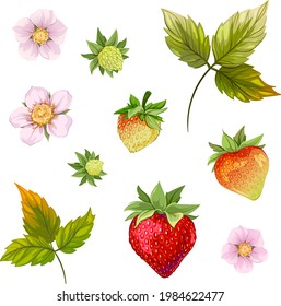 white flower. strawberries. strawberry leaf. beautiful strawberry. berry. strawberry growth, strawberry bloom