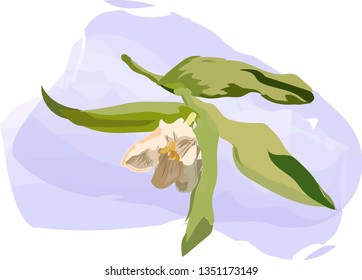 White flower - tulip, green leaves - on a white background with a watercolor blue spot.