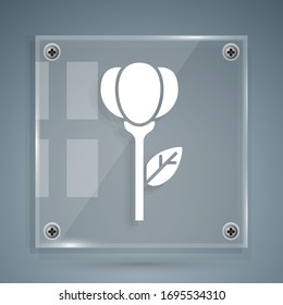 White Flower tulip icon isolated on grey background. Square glass panels. Vector Illustration