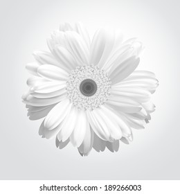 White Flower - vector chrysanthemum. 