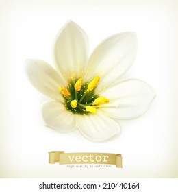 White flower, vector illustration