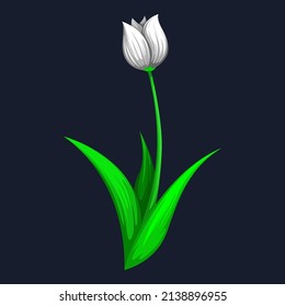 White Flower Vector Isolated on White Background