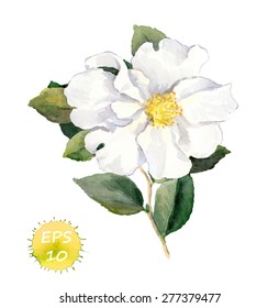 White flower. Vector watercolor - retro botanical illustration