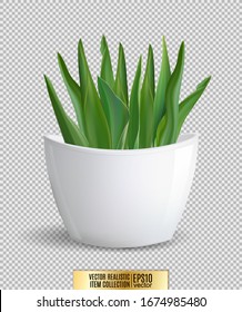 White flowerpot whith green plant on transparent background. Realistic vector, 3d illustration
