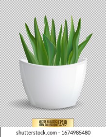 White Flowerpot Whith Green Plant On Transparent Background. Realistic Vector, 3d Illustration