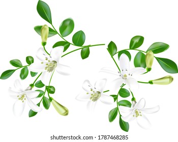 white flowers of bergamot plant with green leaves, two twigs