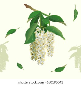 White flowers of bird cherry tree seamless background. Bird cherry blooms. Vector nature illustration
