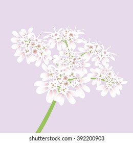 White flowers. Close up. Vector illustration.