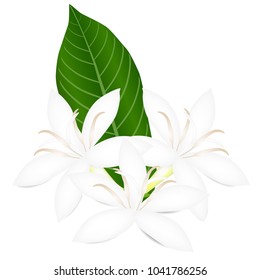 White flowers of coffee tree with green leaf isolated on white background.