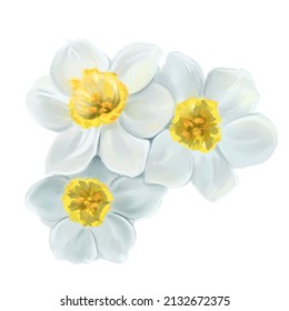 white flowers daffodils illustration, isolated vector