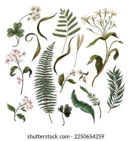 Fleurs blanches, fougères et différentes feuilles isolées. Illustration botanique. Image vectorielle