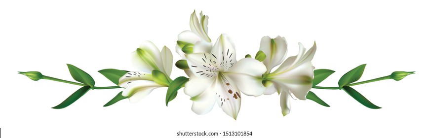 White flowers. Floral background. Leaves. Lilies.