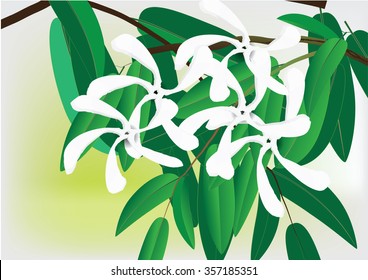 White flowers with green leaves,  Sampaguita jusmine the national flowers of Republic of the philppines