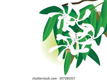 White flowers with green leaves,  Sampaguita jusmine the national flowers of Republic of the philppines