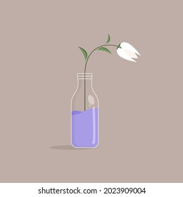 White flowers grow in old glass bottle pots, with water in them. vector illustration