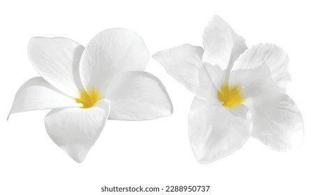 White flowers isolated on white background