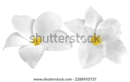 White flowers isolated on white background
