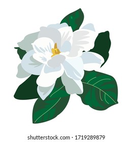 White flowers of jasmine on white isolated background. Sweetly scented white flowers of jasmine. jasmine. illustration for Mother's day.