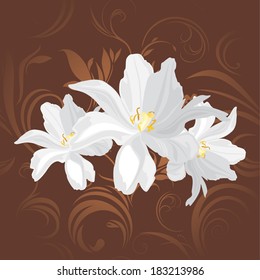 White flowers on the brown ornamental background. Vector
