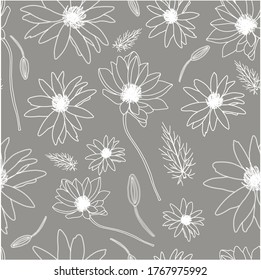 White flowers on a gray background. adonis flower. medicinal plants and herbs. Summer light floral seamless pattern.