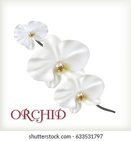 White flowers of orchid