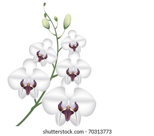 white flowers orchid on a white background