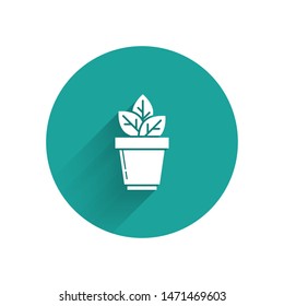 White Flowers in pot icon isolated with long shadow. Plant growing in a pot. Potted plant sign. Green circle button. Vector Illustration