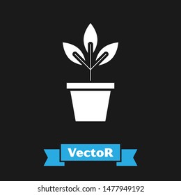 White Flowers in pot icon isolated on black background. Plant growing in a pot. Potted plant sign.  Vector Illustration