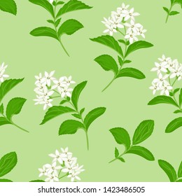 White flowers seamless pattern on green background. Vector botanical illustration in cartoon flat style. Green branches and leaves of stevia plants.